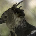 1731-Harpy Eagle
